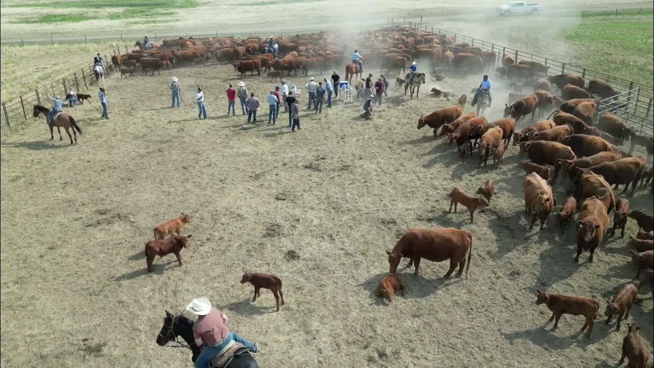 Armstrong Ranches Branding 2023 YouTube