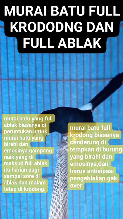 Manfaat murai batu  di kerodong ful atau full ablak.#burung #pancinganmuraibatucepatbunyi #muraibatu