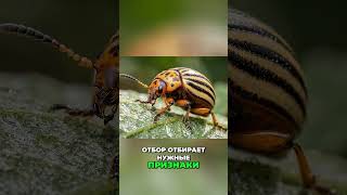 Колорадский жук — живая лаборатория эволюции. Colorado Beetle — A Living Lab of Evolution.