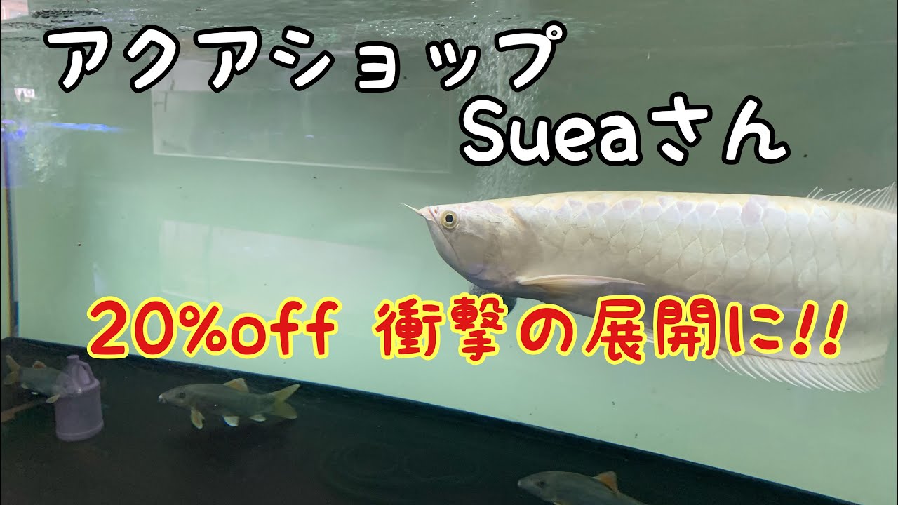アクアショップsueaさん Offの衝撃の展開に アロワナ 古代魚 Youtube