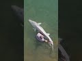 Releasing a prehistoric fish! #sturgeon #catchandrelease