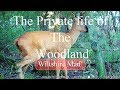 "Private life of the woodland" Trail Camera and a Gopro Hero7 Cam chest mount UK Wild cat