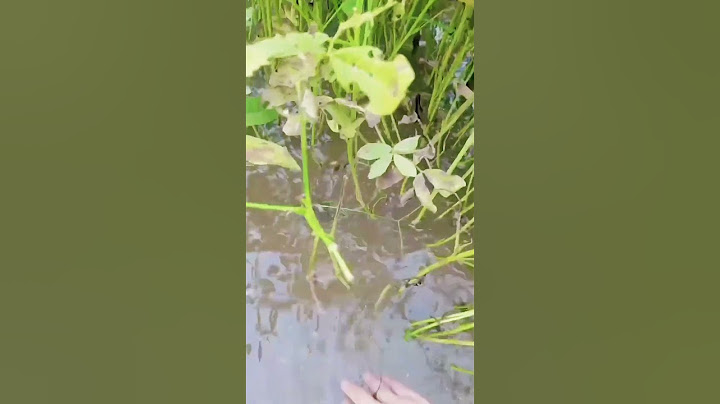 台风过后田里的花生都被淹了，抓紧时间抢救#乡村生活 #nature