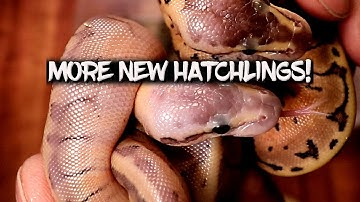 Identifying new ball python hatchlings!