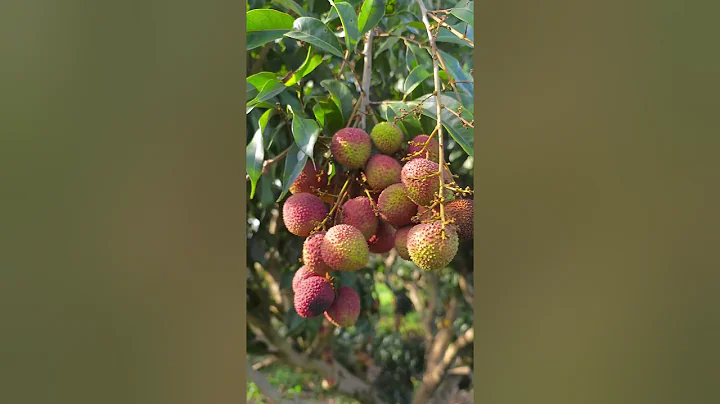 荔枝妃子笑成熟了，可以採了，價格每斤30-50元Lychee Feizixiao is ripe and ready for picking.  price is 50 yuan per catty. - DayDayNews