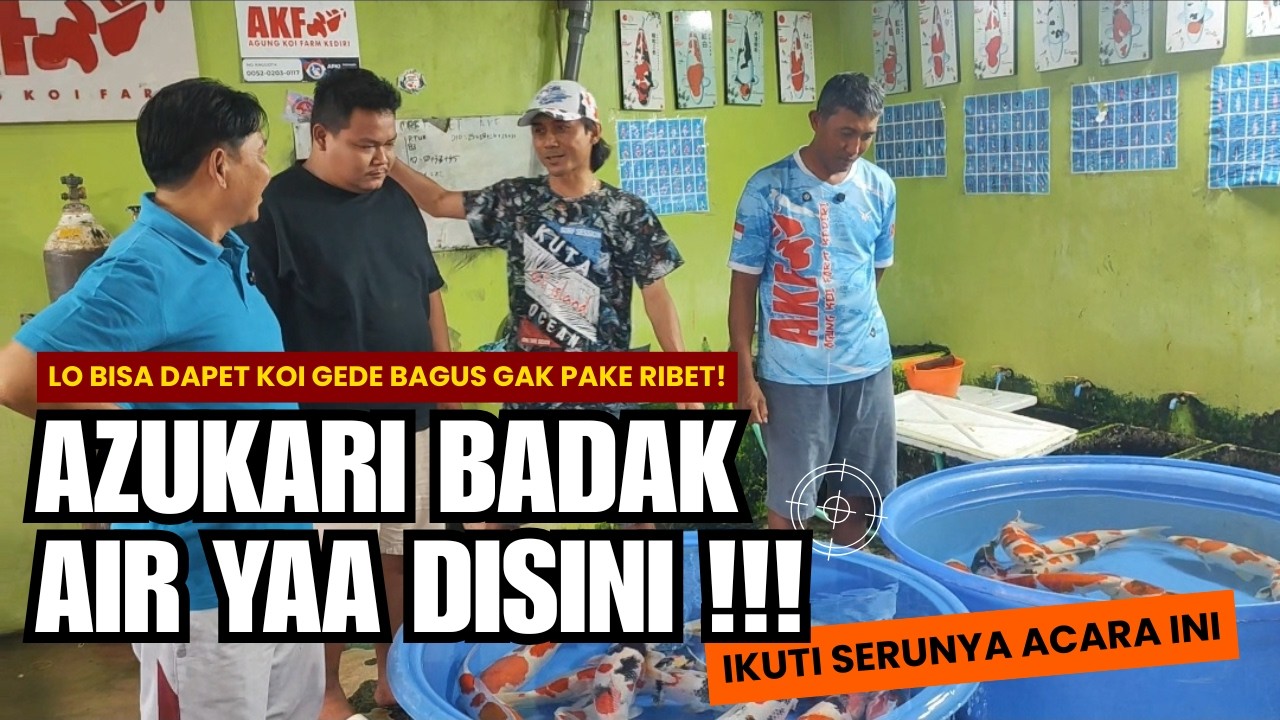 Program Azukari Ikan Koi Breeder AKF 50cm Up Bersertifikat Asli – Rawatan Profesional @LINGKAR KOI NUSANTARA