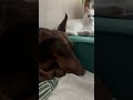 ну банда 😃 #доберман #doberman #recommended #рекомендации #животные