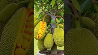 How to grow jackfruit at home by simple trick 🔥🍈#shorts