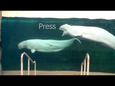 Zoologists found out why beluga whales change the shape of their foreheads