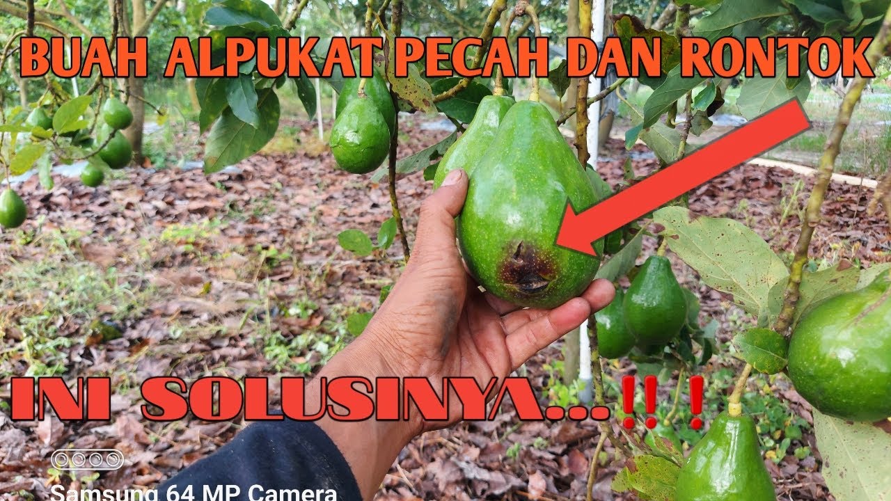 Cara Mengatasi Buah Alpukat Pecah/Busuk - Defisiensi Unsur Calsium (Ca)