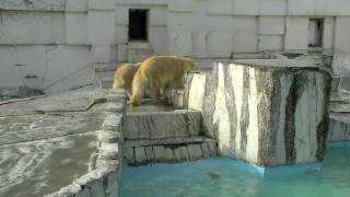 しろくま相撲(円山動物園)