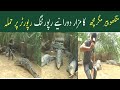 Manghopir Crocodile Karachi | Manghopir Mazar ke Magarmach | Crocodile feeding