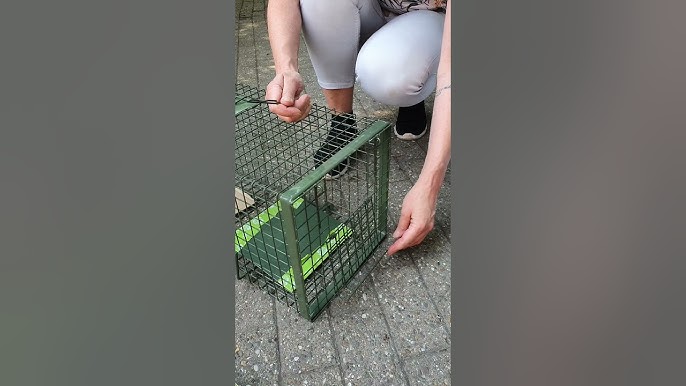 Wenn sich Fuchs, Marder und Waschbär ungebeten einquartieren