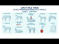West Nile virus infection - causes, symptoms, diagnosis, treatment, pathology