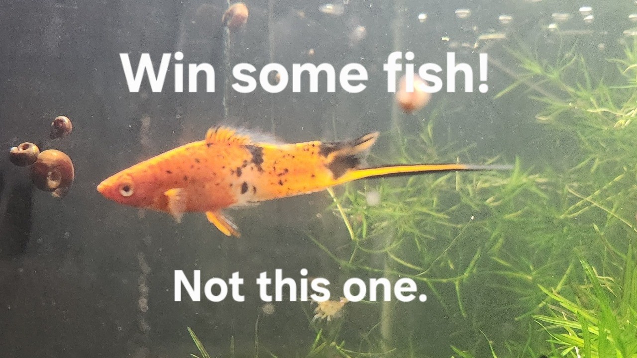 Friday Fish, Food and Fun! 10/2/26