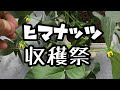 ヒマナッツを50匹収穫するまで終われない枠