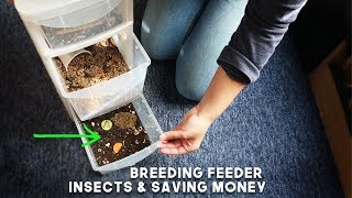 Breeding Feeder Insects & Saving Money on Gecko Food!