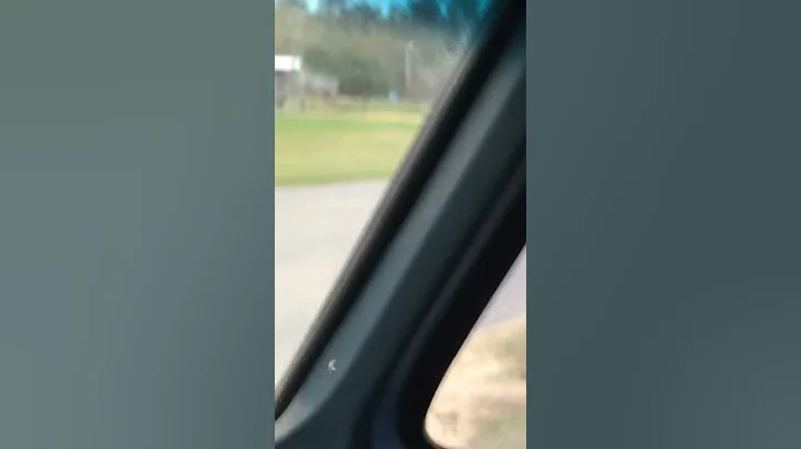 Funny dog