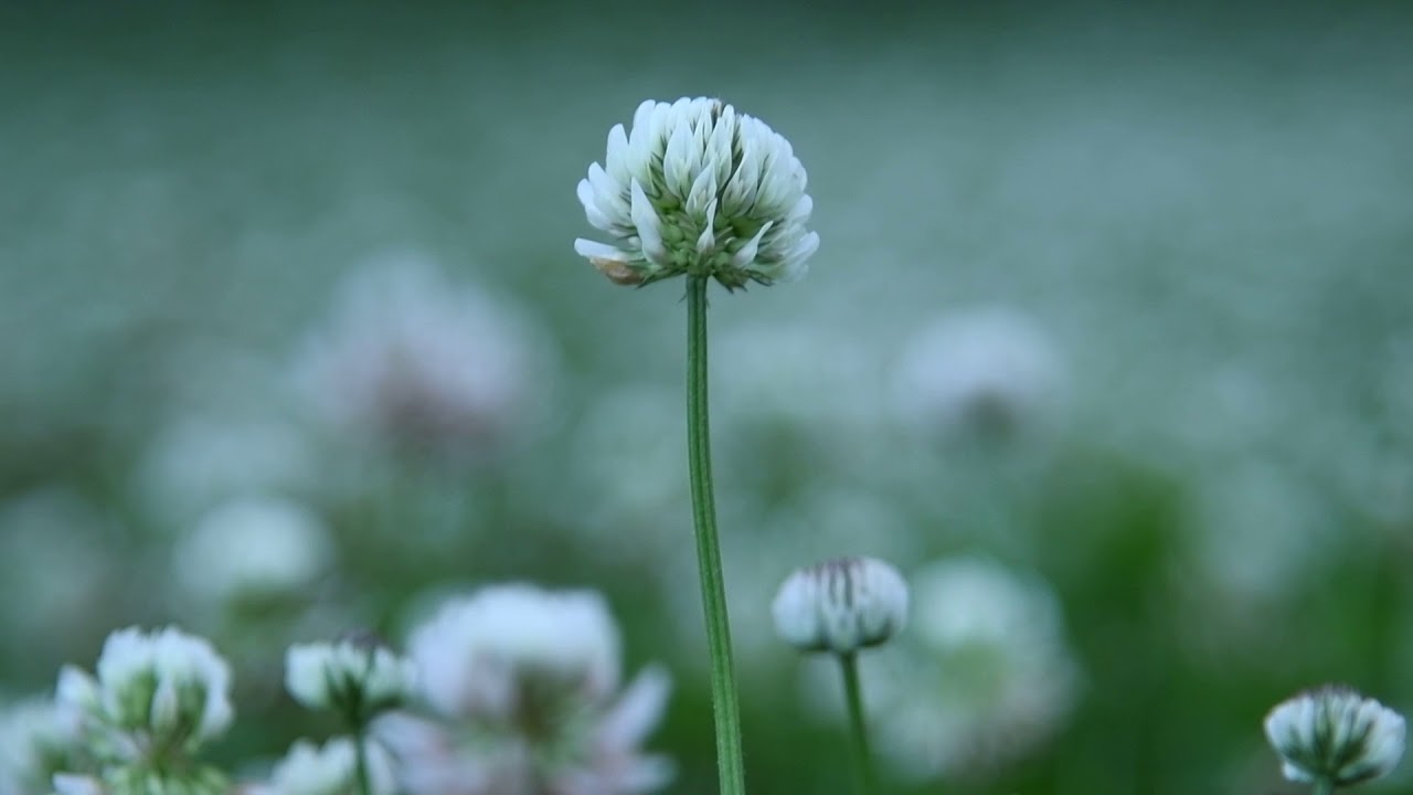 Grass Flower 