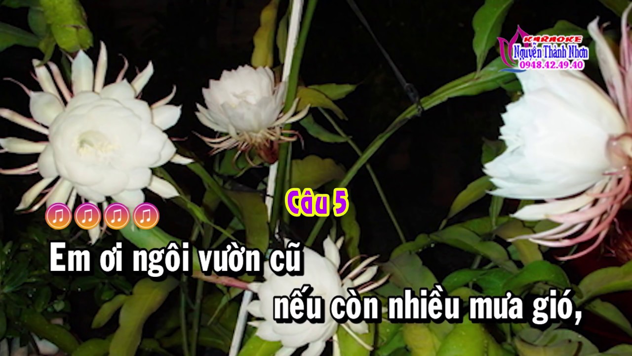 Karaoke Hoa N V M Tone N ( Sol Th ) Nhc Sng Hay Nht 2023 Karaoke Xm L - Video