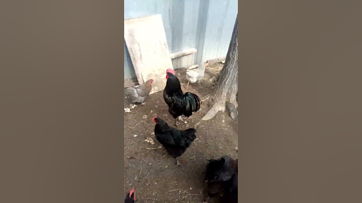 только пятки сверкали#курынесушки #chicken