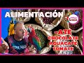 🦜ALIMENTACIÓN para nuestros LOROS🦜 -ATE