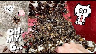 Dealing with THOUSANDS of COCKROACH ~ WILD COCKROACH INTRUDER in new crates !!!