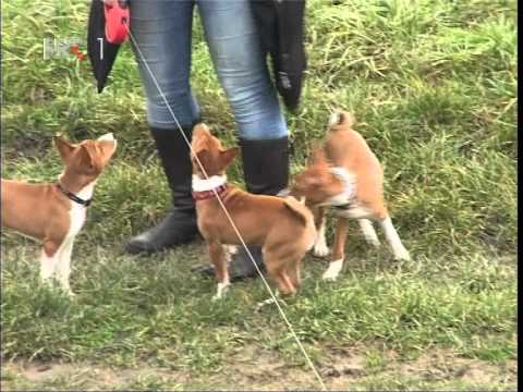 Video: Pas Pasmine Basenji, Hipoalergenski, Zdravlje I životni Vijek