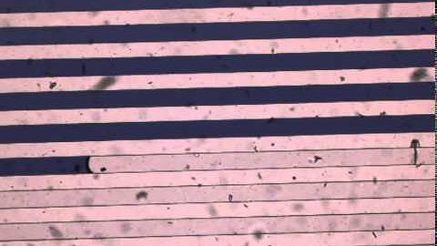 Trypan Blue dye showing the self-driven capillary flow