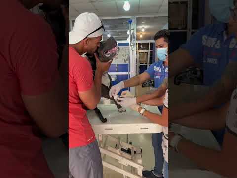 بلو قبل ما يموت بيوم من كتر الوجع