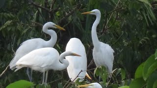 বকবাড়ি থেকে বকের গ্রাম Buck home to Buck village