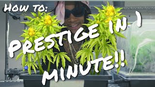 Wiz Khalifa’s Weed Farm [Full Prestige in 1 minute] screenshot 5