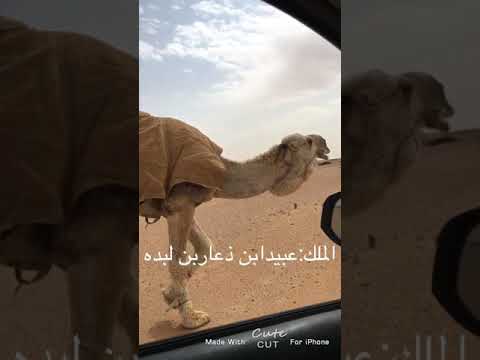 بعير عبيدابن ذعاربن لبده