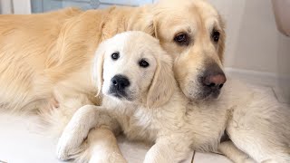 What does a Family of Golden Retrievers look like  Dog Bailey and Puppy Mia