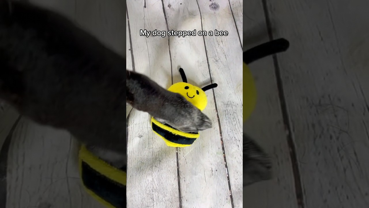 My Dog Stepped On A Bee 🐝 