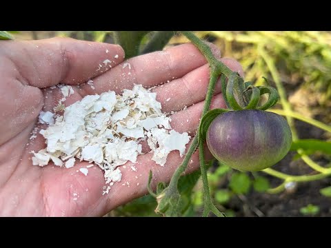 Video: Amorpha krūmu augs un tā izmantošana medicīnā