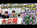 社員が自宅で育ててるお花の紹介と育て方を大公開!【冬のガーデニング】