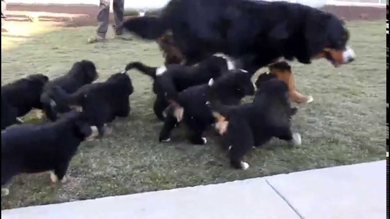 Bernese solta muito pelo Outlet