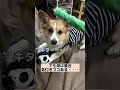 もしかして、ただのビジネスパートナーだったの⁉️#shorts #犬 #犬のおもちゃ #怒る#お気に入り