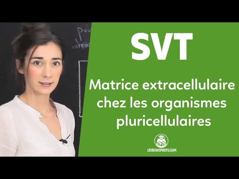 Vidéo: A quoi sert la matrice extracellulaire ?