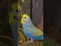 Jokes Funnymoments Laughter Funny Positive Subscribe Like Youtubeshorts Cute Funny Süß Jokes Funnymoments Laughter Funny Positive Subscribe Like Youtubeshorts Cute Funny Süß