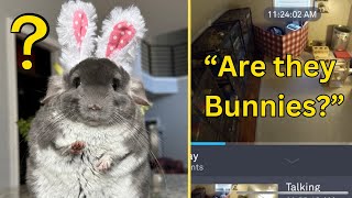 People React to our Chinchilla Room