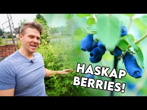Video: Container Grown Honeyberry Plants - Tips Menanam Honeyberry Dalam Wadah