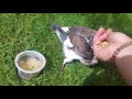 Nourrir un bébé Pigeon