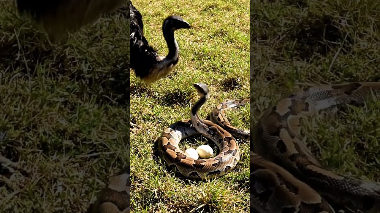 A Powerful Kick Saves the Day for Ostrich Eggs