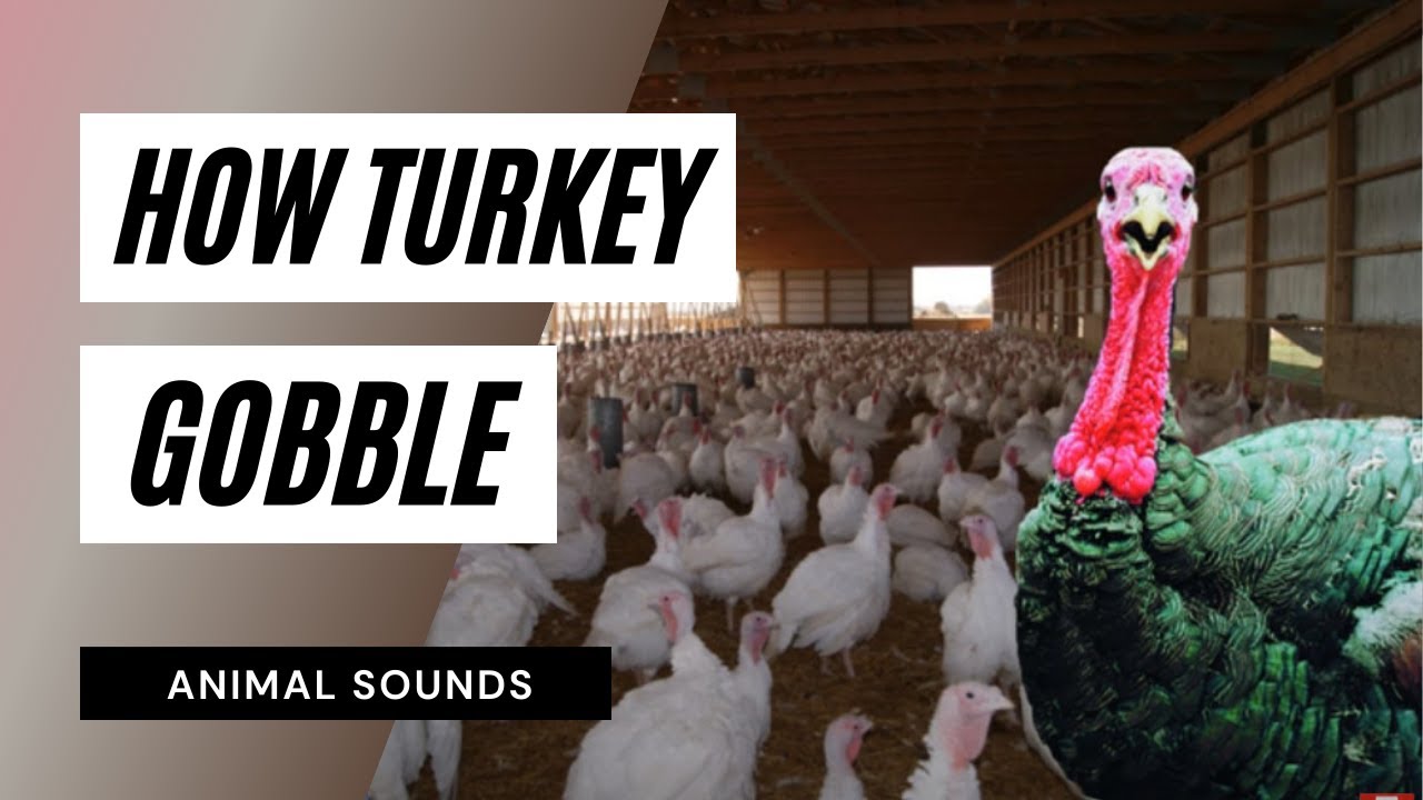 Turkey Gobble Sounds / Sound Effect / Animation - YouTube