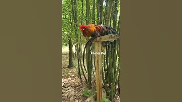 Bbred Rooster Bantam Phoenix #chicken #qaib #fowl #gamefowl #ayam #rooster #shorts #gallos #bantam