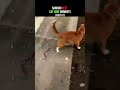 Ranking the funniest cats on the internet. Who deserves #1?  #shorts #funnycats #youtubeshorts #