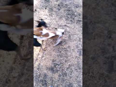 втренде собаки гомосеки любовь 