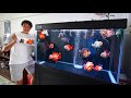 He Has the Most INCREDIBLE GOLDFISH TANK!!